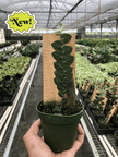 Rhaphidophora 'Cryptantha' | Rare Shingle Plant Climber | House Plant Shop