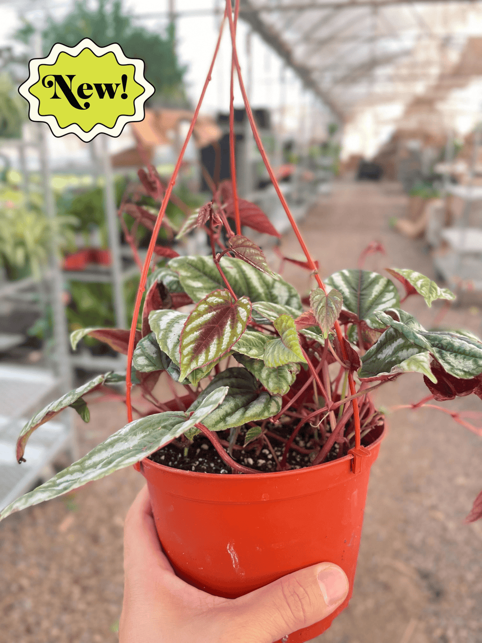 Begonia Rex Vine - 6