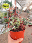 Begonia Rex Vine - 6