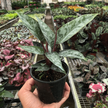 Apoballis 'Purple Sword'