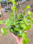 Hoya Cumingiana
