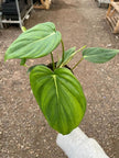 Philodendron 'Mcdowell'