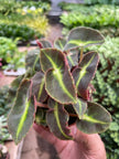 Begonia 'Striped'