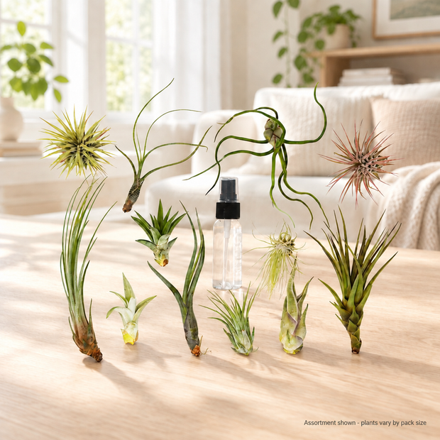 Tillandsia Air Plant Variety w/ Spray - 16 Pack